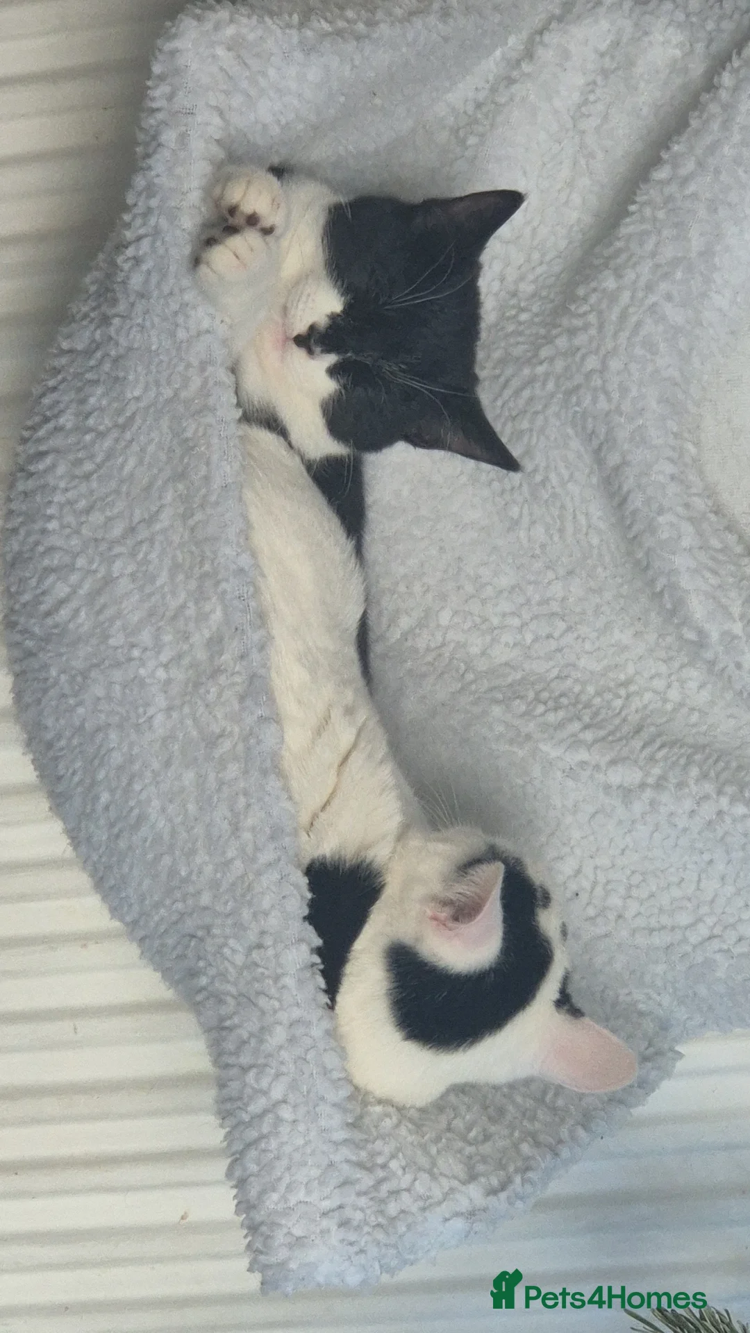 Mixed Breed cats for sale: Two female kittens 7 months old  - Advert 7