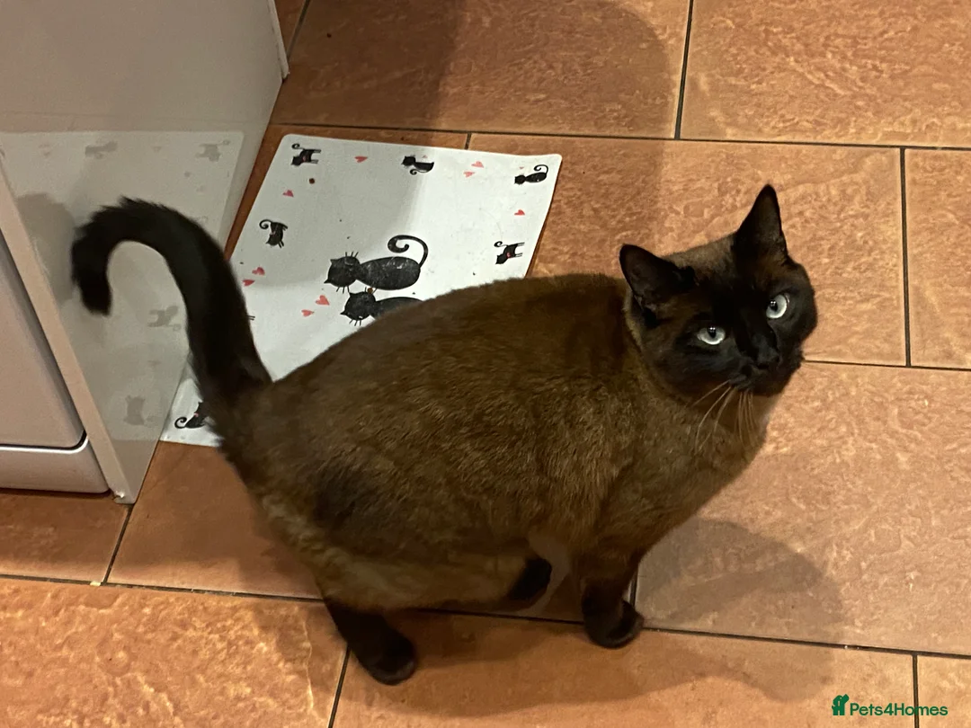 Ragdoll cats for sale: Ragdoll cat - Advert 3