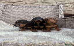 Miniature Dachshund dogs for sale: Miniature dachshunds (council licensed breeder) - Image 9