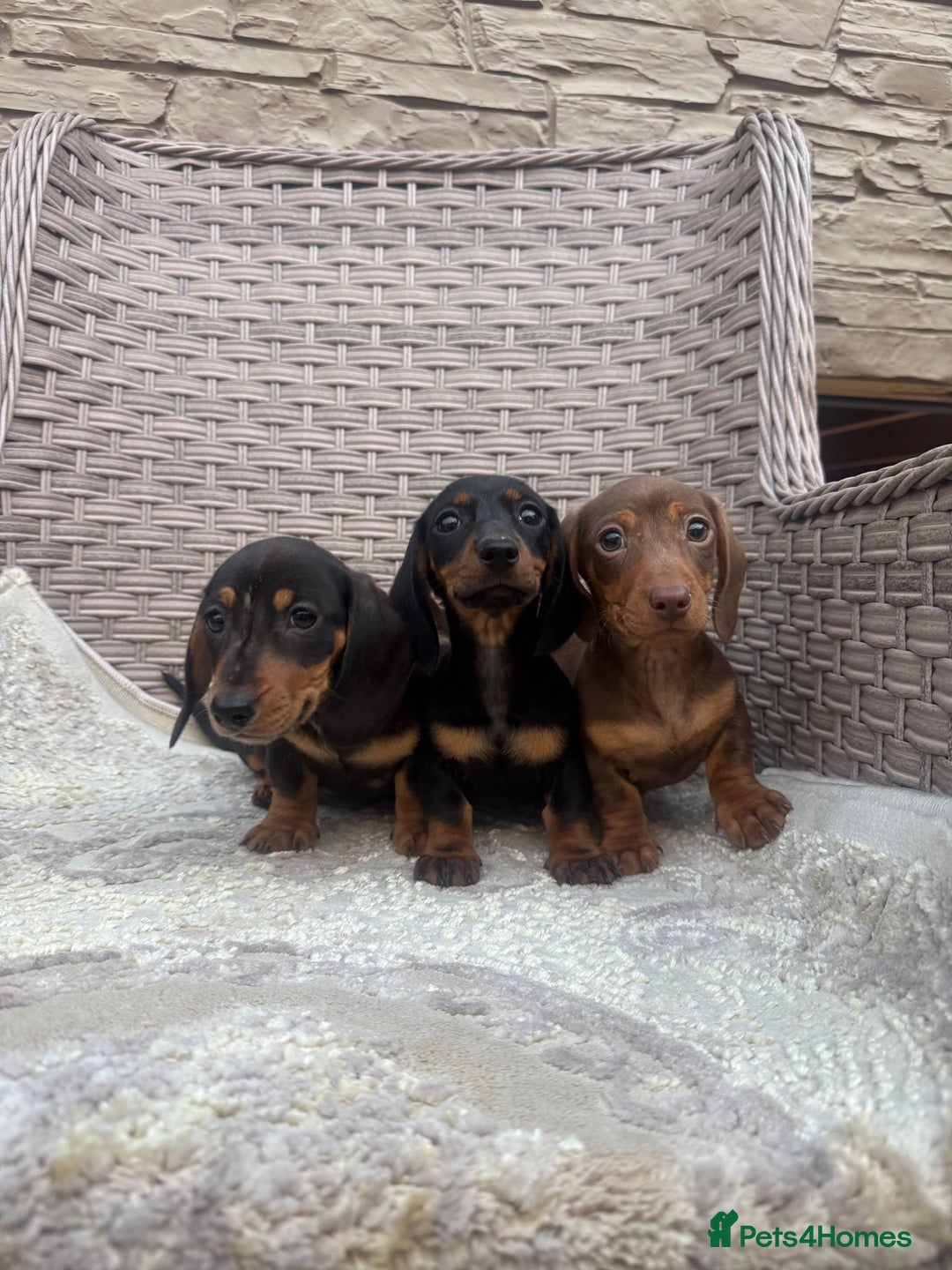 Miniature Dachshund dogs for sale: Miniature dachshunds (council licensed breeder) - Image 9