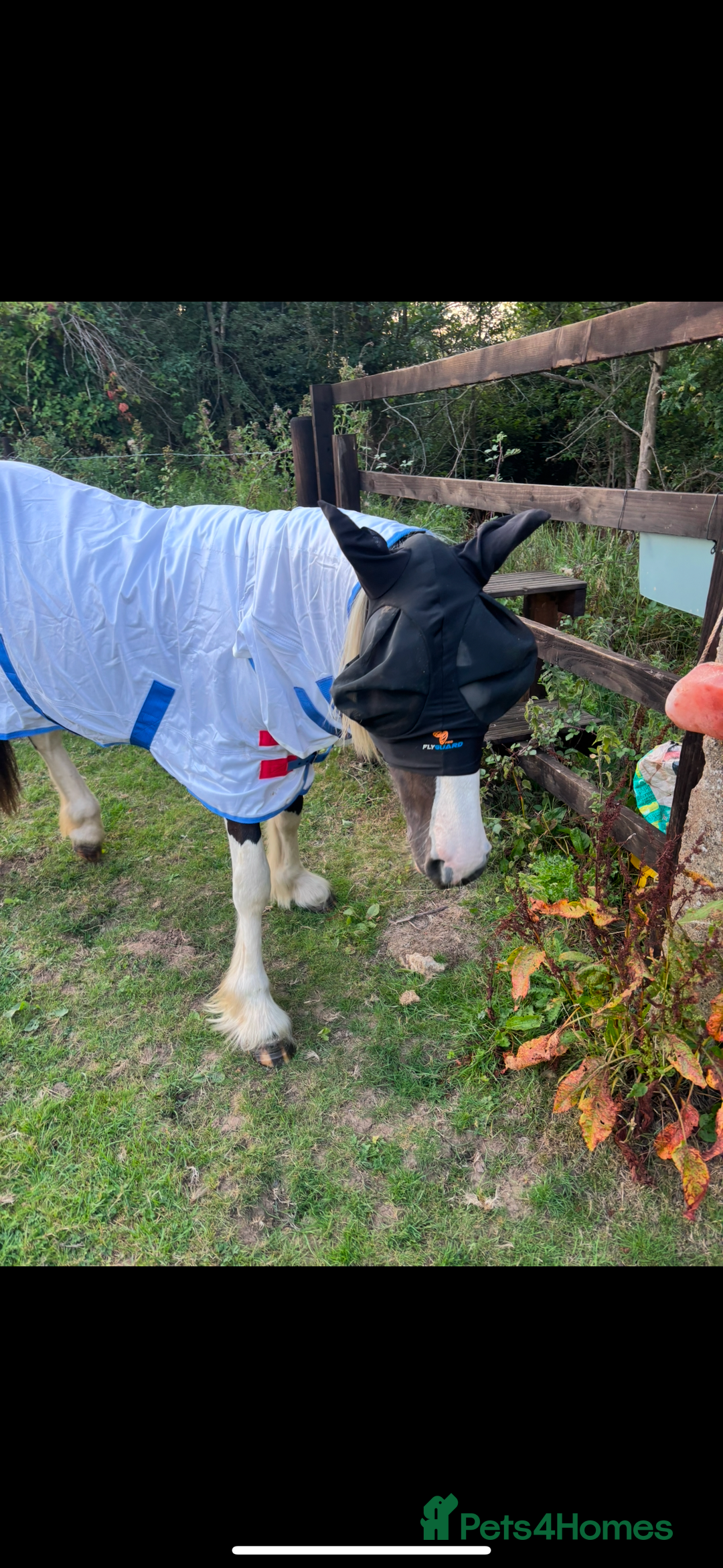 Irish Cob horses for sale: ✨Bombproof Colt In The Making!✨ - Image 6