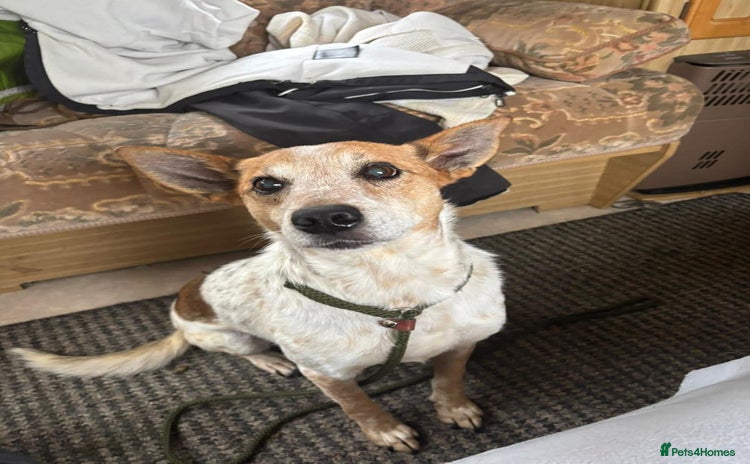 Mixed Breed dogs - Advert 11