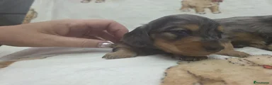 Miniature Dachshund 4