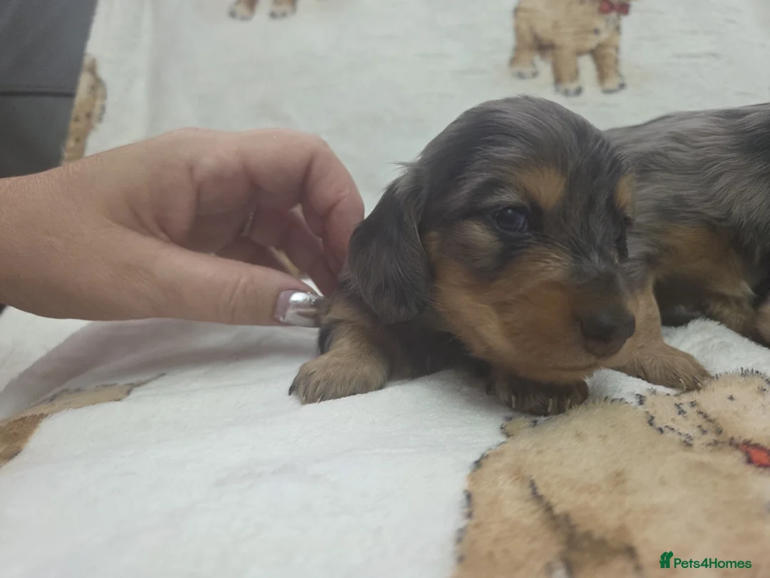 Miniature Dachshund dogs for sale: Stunning Silver Dapple Long Haired Dachshund Pups - Advert 14