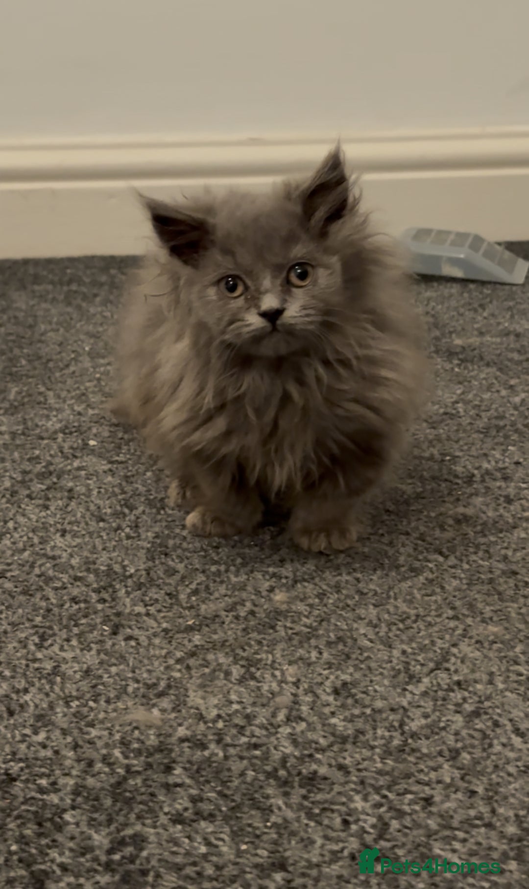 British Longhair cats for sale: Adorable British Longhair Kittens Ready Now! - Advert 13