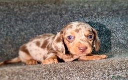 Miniature Dachshund dogs for sale: 💜Extra miniature chocholate dapple daschunds💜  - Image 4
