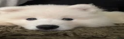 Samoyed dogs for sale: Tofu-Rose - Advert 7