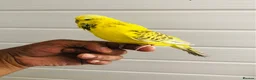 Budgerigars birds for sale: Beautiful semi hand tame exhibition budgies. - Advert 5