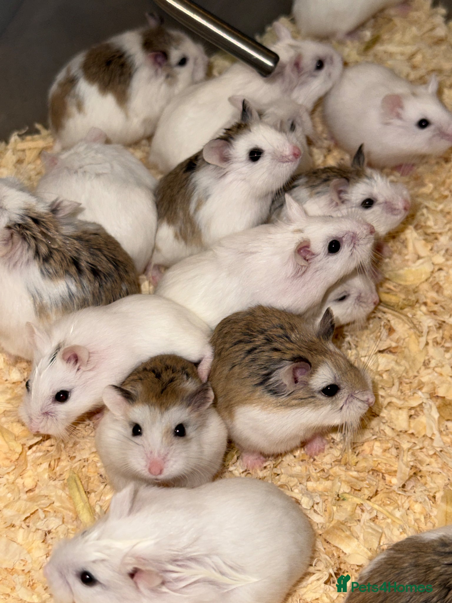 Hamster rodents for sale: Baby Roborovski Hamsters for Sale in St. Neots - Advert 3