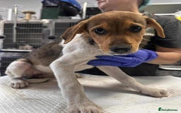 Mixed Breed dogs for adoption: 🥞Pancake🥞is looking for her forever home!  - Image 9