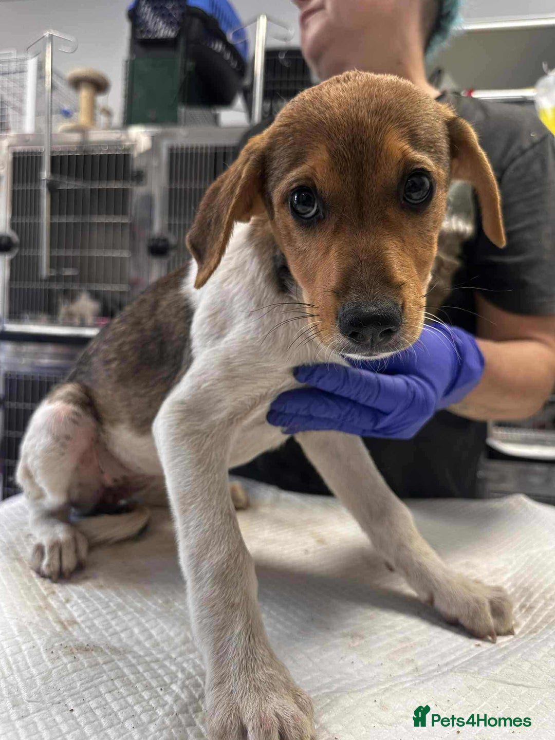 Mixed Breed dogs for adoption: 🥞Pancake🥞is looking for her forever home!  - Image 9