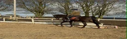 Irish Thoroughbred horses for sale: 15hh 5 year old gelding in Bargoed - Advert 8