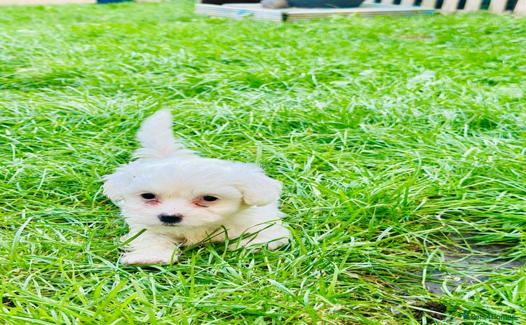 Bichon Frise dogs - Advert 1