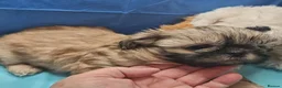 Shih Tzu dogs for sale: Kc reg Stunning tiny baby 2 boys - Advert 20