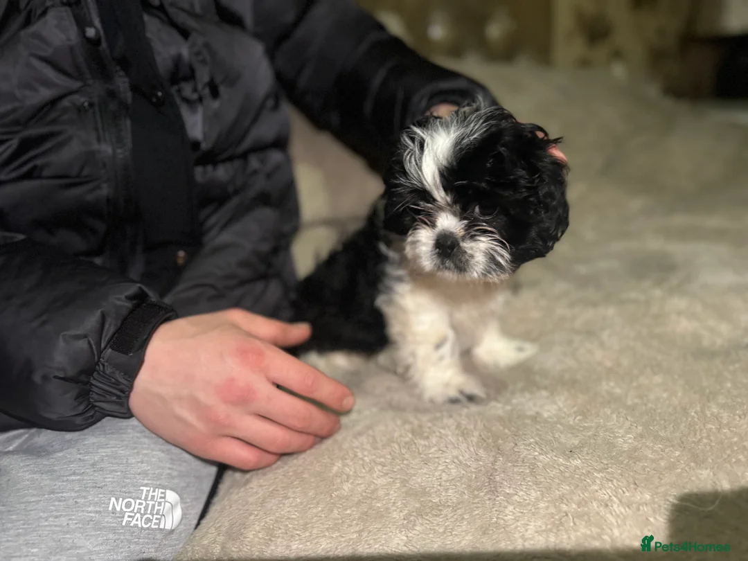 Shih Tzu dogs for sale: 2 shih tzu boys left - Advert 4