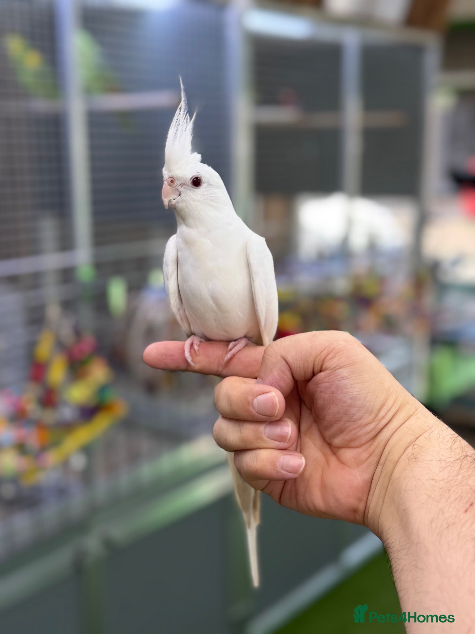 Cockatiels birds Cocktails  - Advert 1