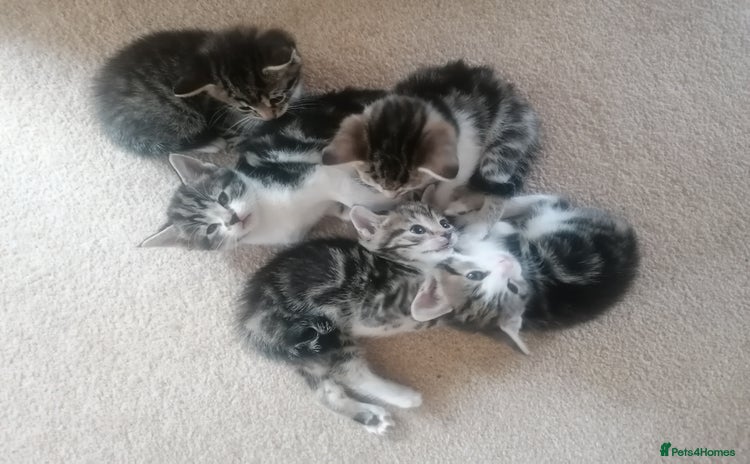 Mixed Breed cats - Advert 15