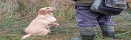 Labrador Retriever dogs for sale: Fantastic litter of eight kc working labradors - Advert 14