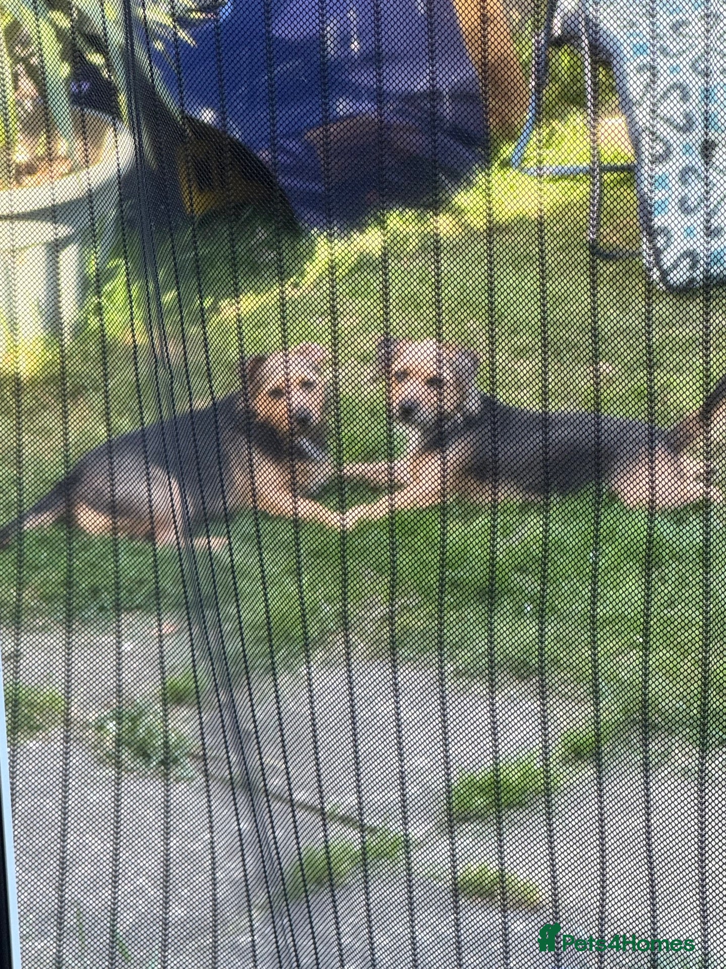 Patterjack dogs 2 patterjack sisters - Advert 8