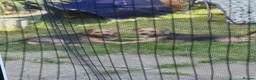 Patterjack dogs for sale: 2 patterjack sisters in Tamworth - Advert 1