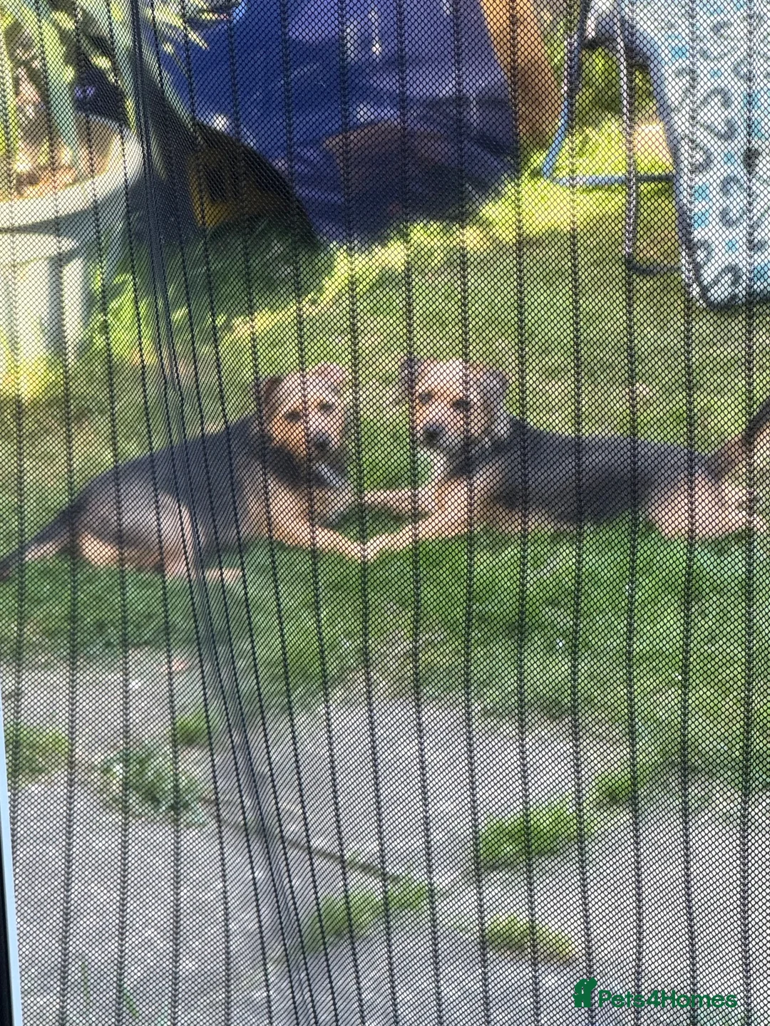 Patterjack dogs for sale: 2 patterjack sisters in Tamworth - Advert 1