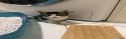 Mixed Breed cats for sale: 3 Beautiful Playful Kittens  - Advert 8