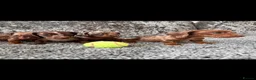 Dachshund dogs for sale: Miniature Dachshund - Advert 4