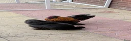 Chickens poultry for sale: Black Silkie chicken  - Advert 3