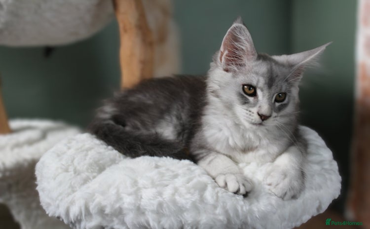 Maine Coon cats - Advert 7