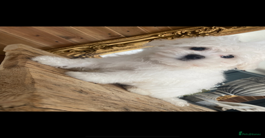 Mixed Breed dogs - Advert 8