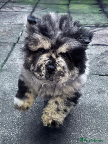 Chow Chow dogs Merle Chow Chow - Advert 1