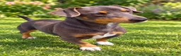 Jack Russell dogs for sale: Beautiful baby jack russells ready now - Advert 15