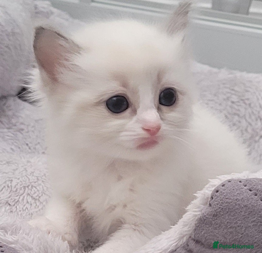 Ragdoll cats Ragdoll Kittens 🩷 - Advert 1