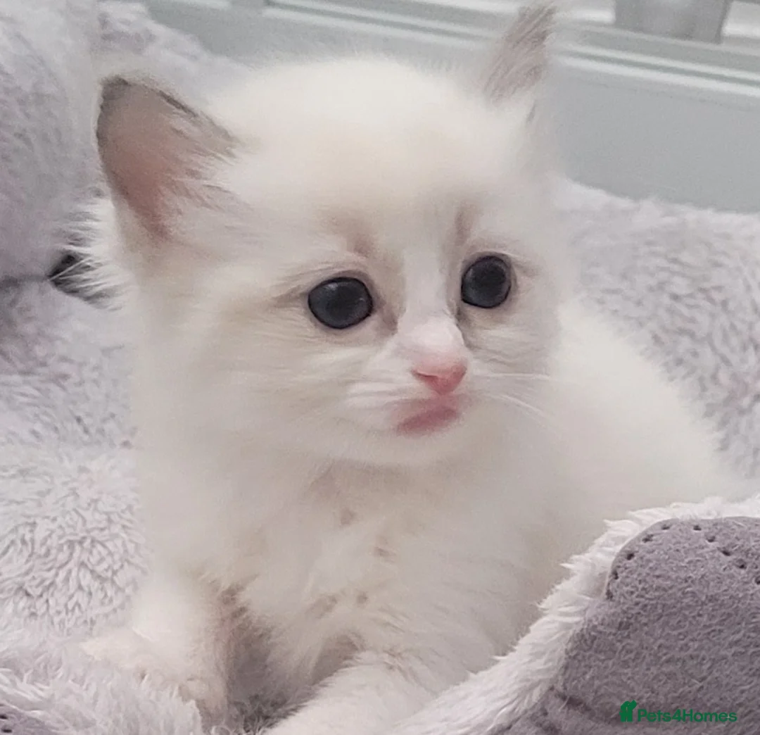 Ragdoll cats for sale: Ragdoll Kittens 🩷 - Advert 1
