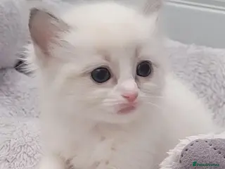 Ragdoll cats Ragdoll Kittens 🩷 - Advert 1
