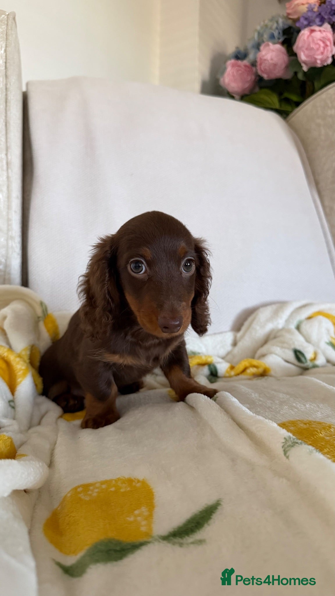Miniature Dachshund dogs KC Chocolate & Tan Miniature Dachshund Puppy - Advert 1