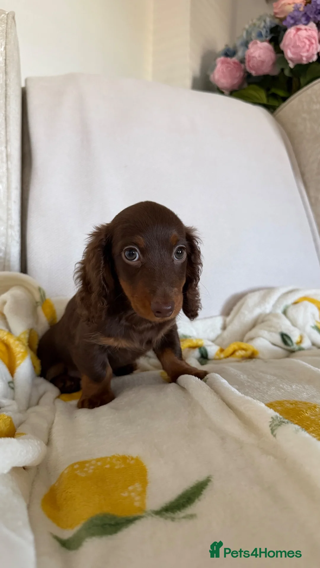 Miniature Dachshund dogs for sale: KC Chocolate & Tan Miniature Dachshund Puppy - Advert 1