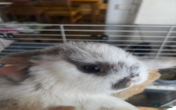 Rex rabbits for sale: Baby Rabbits for sale  - Advert 7