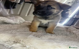 Mixed Breed dogs for sale: Akita/Belgian malenute puppy’s  - Image 6
