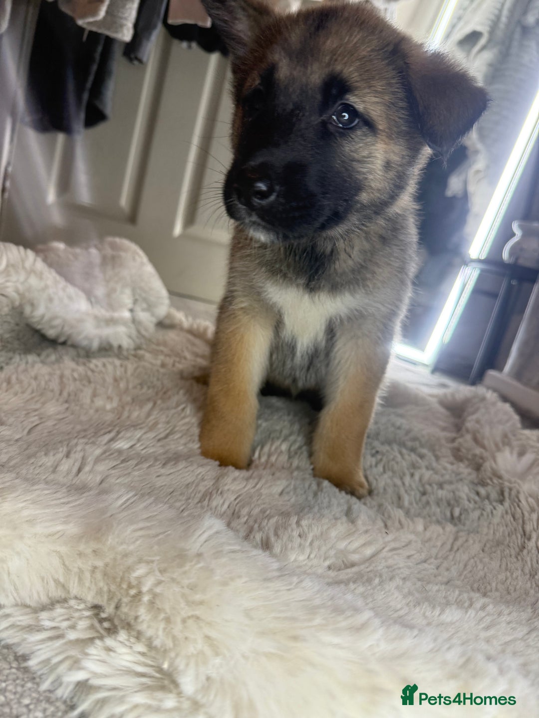 Mixed Breed dogs for sale: Akita/Belgian malenute puppy’s  - Image 6