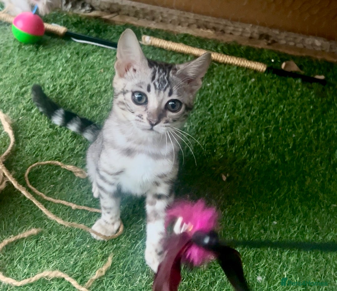 Bengal cats for sale: Exceptional Bengal Kittens- Rare Colours- TICA Reg - Image 13