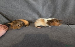 Guinea Pig rodents for sale: Baby guinea pigs - Image 7