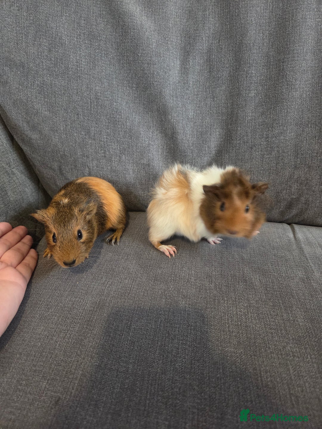 Guinea Pig rodents for sale: Baby guinea pigs - Image 7
