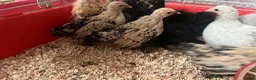 Chickens poultry for sale: Sablepoot bantam chicks, growers, hens, eggs - Advert 2