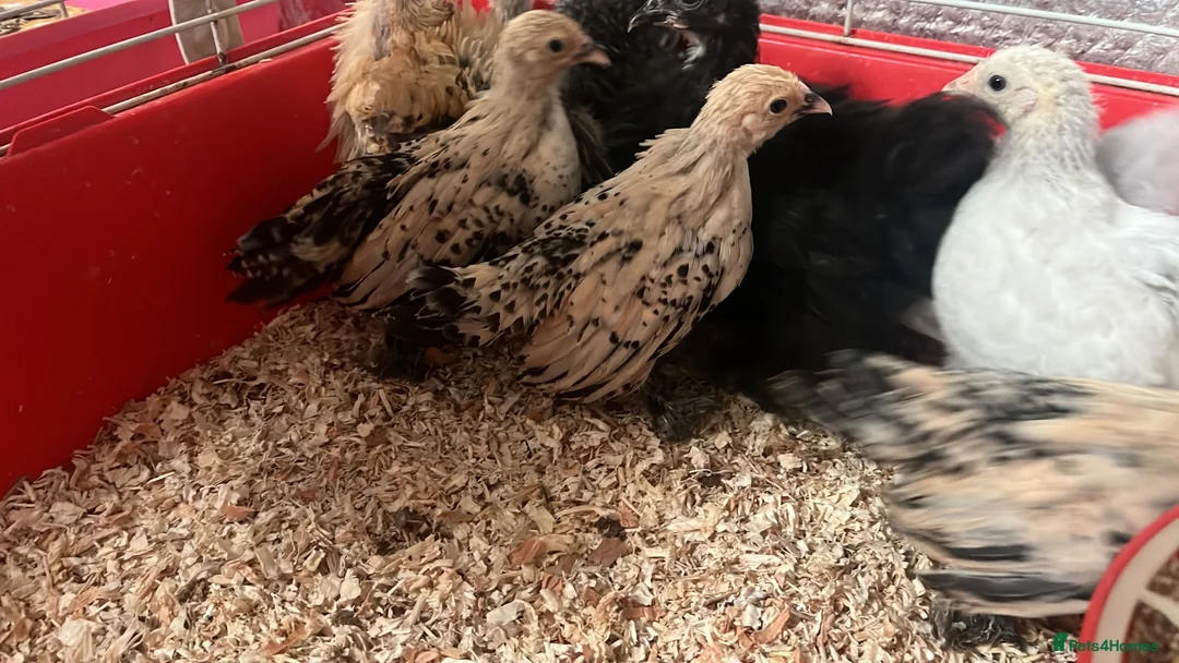 Chickens poultry for sale: Sablepoot bantam chicks, growers, hens, eggs - Advert 2