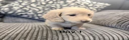 Miniature Dachshund dogs for sale: long haired cream miniature dachshund puppies  - Advert 7