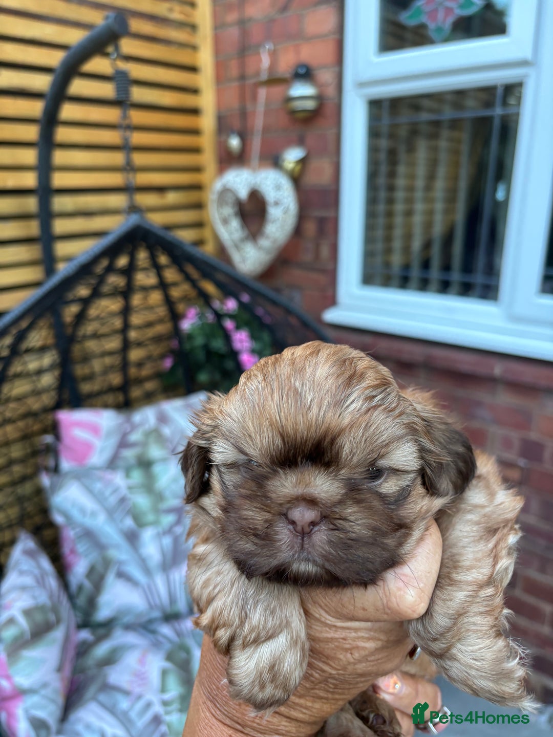 Shih Tzu dogs for sale: Shihtzu imperial  - Image 12