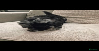 Cockapoo dogs - Advert 1