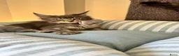 Maine Coon cats for sale: GCCF Rarely Available Mackerel XXLRussianBloodline - Advert 33