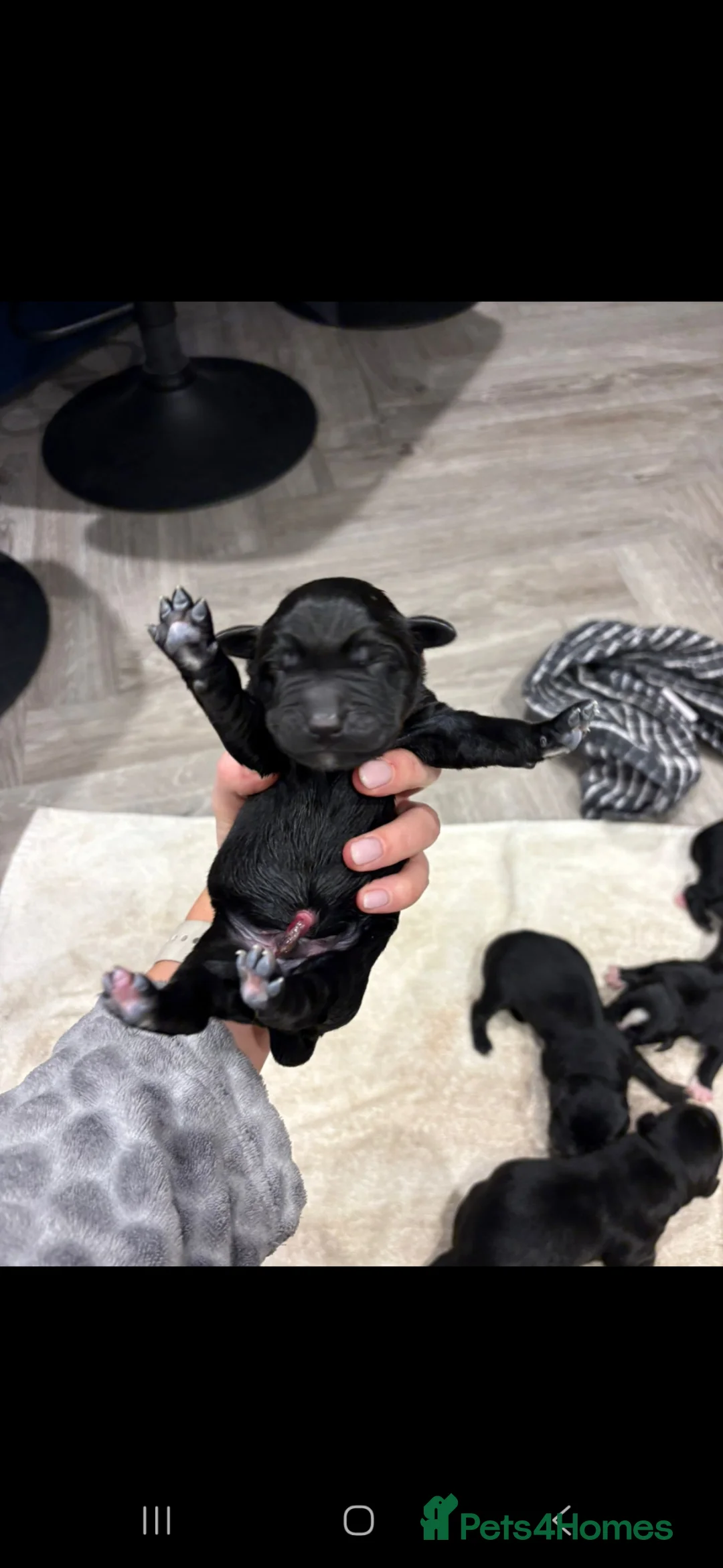 Mixed Breed dogs for sale: Labernese F1 Puppies - Advert 1